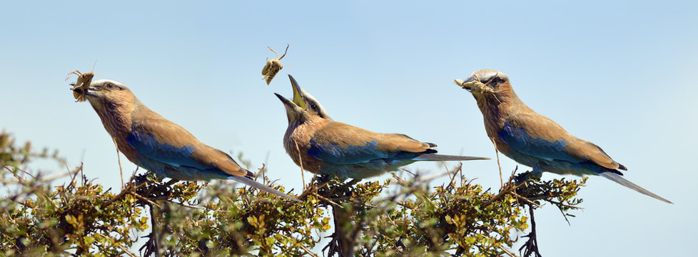 Purple roller (Coracias naevia), flipping a grasshopper into its mouth, photo sequence, Maasai Mara National Reserve, Narok County, Kenya, Africa