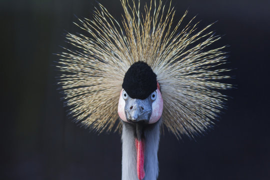 Black crowned crane (Balearica pavonina), North Rhine-Westphalia, Germany, captive, Europe