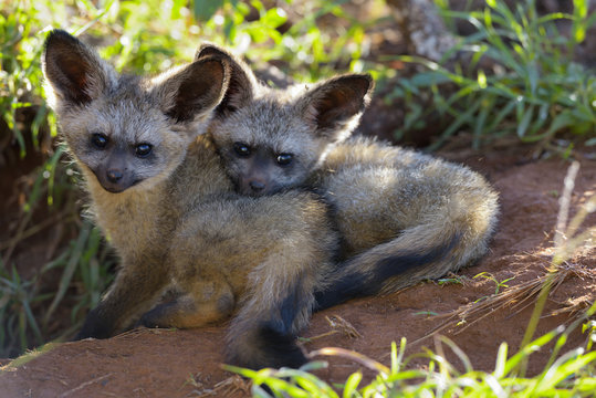 Young bat-eared foxes (Otocyon megalotis), at their burrow, Lumo Conservancy, Tsavo, Kenya, Africa