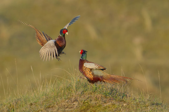 Fighting male pheasants (Phasianus colchicus), Texel, The Netherlands, Europe