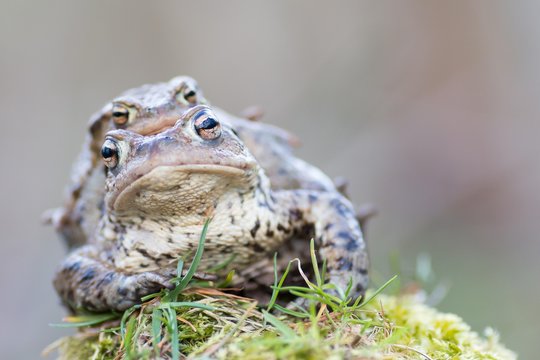 Common toads (bufo Bufu) migrating, Hesse, Germany, Europe