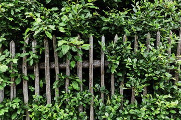 Old wooden fence. Background