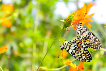 Butterflies mating