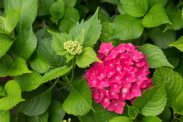Closeup of blooming pink hortensia flower hydrangea flower with natural green background. Shallow...