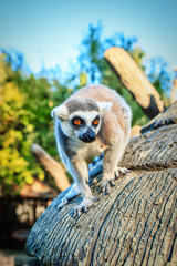 Ring-tailed Lemur 'Lemur Catta' in safari-park