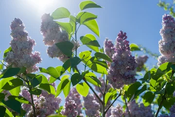 Papier Peint photo autocollant Lilas Fleurs lilas violet arbuste en fleurs avec des feuilles avec rétro-éclairage solaire contre le ciel bleu. Mise au point sélective.