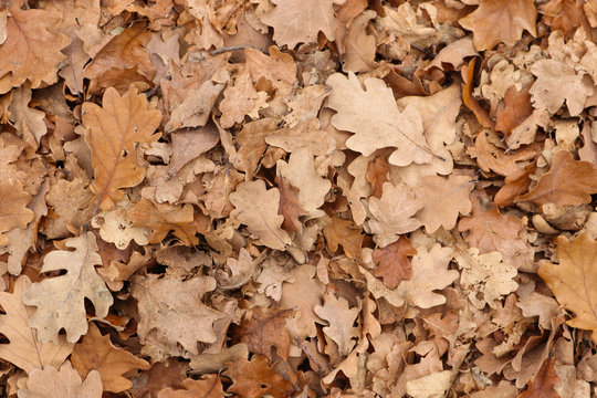 dried brown autumnal oak leaves textured background