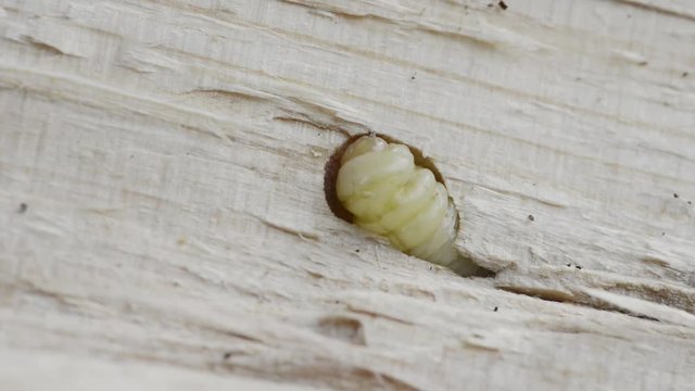 Holzwurm