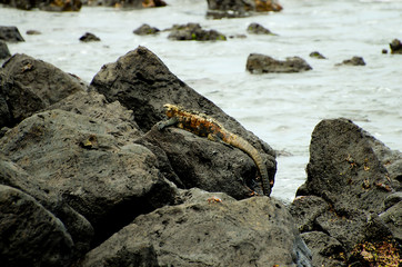 Fototapeta na wymiar Marine Iguanas - Galapagos - Ecuador