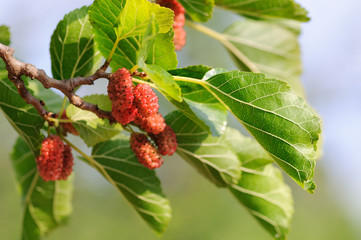 Mulberry fruits ripening on the tree branch. Red mulberries in nature