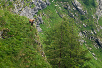 Fototapeta na wymiar Chamois in mountains a mountain goat