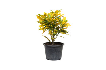 Codiaeum variegatum Blume in a black plastic pot isolated on white