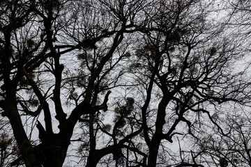 Bare trees in forest at bad cloudy weather
