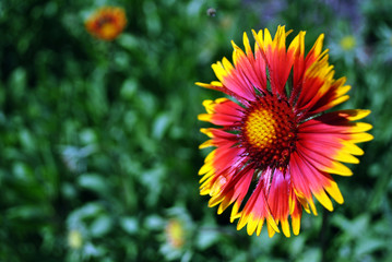 Zinnia bicolor flower blooming, green soft background bokeh