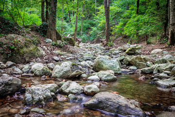 Mountain river flowing through the green forest