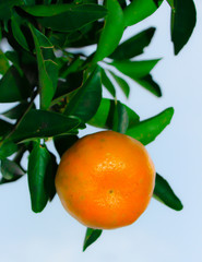 Naranja