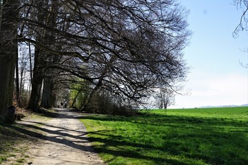 Wiese auf einem Hügel in zollikon in kanton Zürich in der Schweiz im Frühling