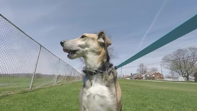 This is a short clip of me walking my dog with my gimbal. Fooage is gopro with fisheye removed.