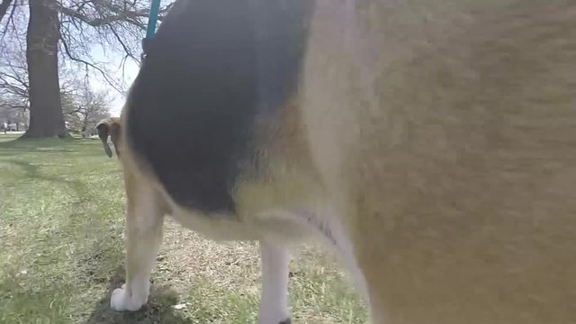 This is a short clip of me walking my dog with my gimbal. Fooage is gopro with fisheye removed.