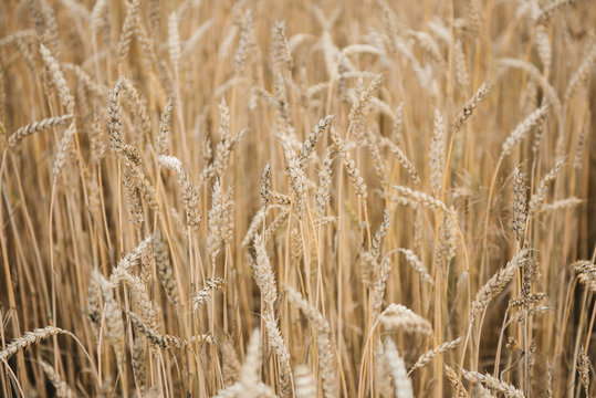 Background picture close-up of wheat spikelets on the field. Golden spikelets symbol of harvest and fertility. Selective focus