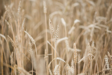 Background picture close-up of wheat spikelets on the field. Golden spikelets symbol of harvest and fertility. Selective focus