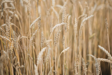 Fototapeta premium Background picture close-up of wheat spikelets on the field. Golden spikelets symbol of harvest and fertility. Selective focus