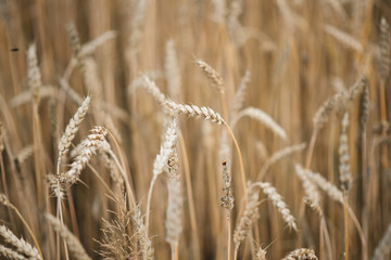 Background picture close-up of wheat spikelets on the field. Golden spikelets symbol of harvest and fertility. Selective focus