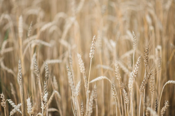 Background picture close-up of wheat spikelets on the field. Golden spikelets symbol of harvest and fertility. Selective focus