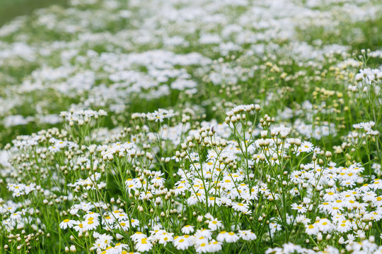 Field of chamomiles flowers. Camomile background. Wild flowers chamomiles blossoming on meadow