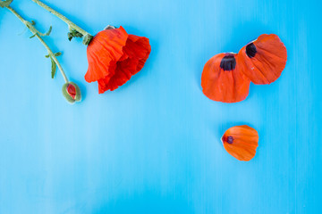 poppy flower on a blue background