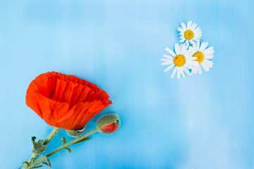 poppy flower on a blue background