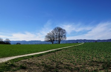 Wiese auf einem Hügel in zollikon in kanton Zürich in der Schweiz im Frühling - 213016890