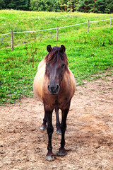 Hucul, a Carpathian pony