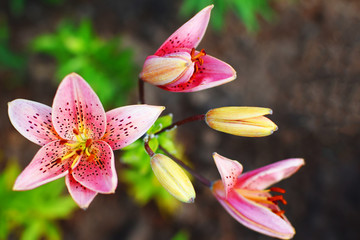 Pink lily flower and buds on blurred green leaves and brown soil background in garden in sunny summer day.