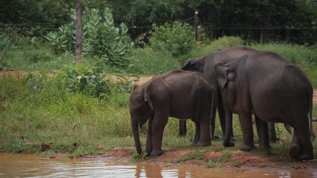 Baby elephants drinks from the edge of a watering hole at elephant orphanage in Sri Lanka