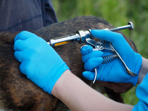 Hands in gloves vaccinate the animal with a syringe gun