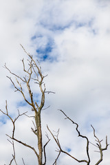 Fototapeta na wymiar Dry naked tree on a white sky background. Dramatic landscape