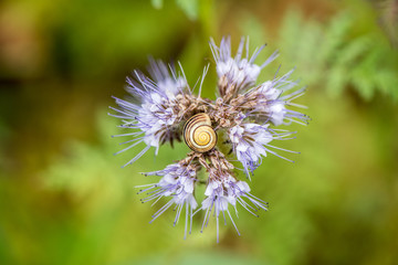 A very little snail sitting on the purple flower