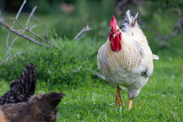 white rooster on green grass on rural yard