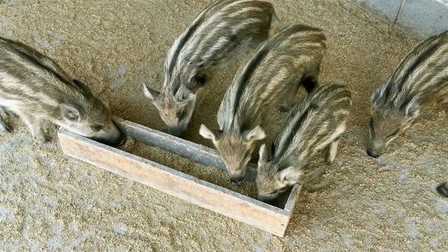 Many small  pigs with striped color, amicably eating from a trough on rural farm. Top view. Close-up.