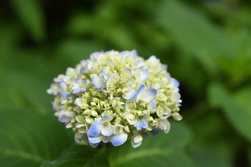 紫陽花