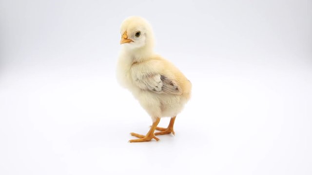 Cute baby chick standing alone. Isolated on white background