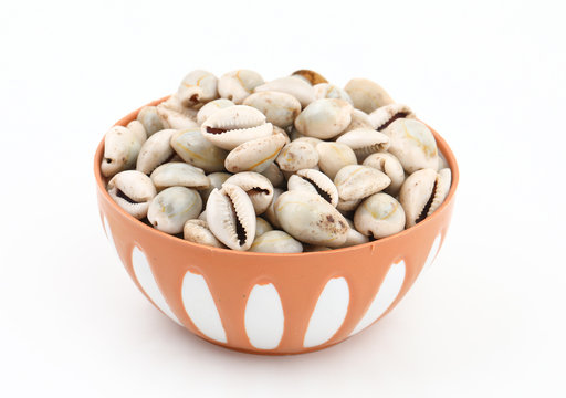 Natural white Black kaudi or kodi