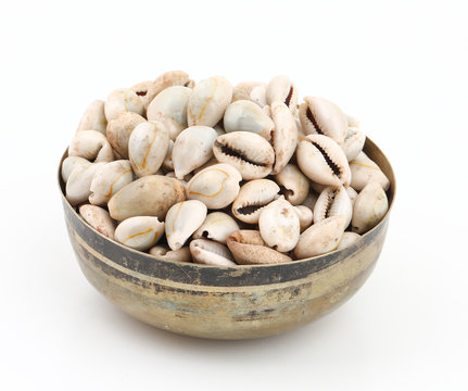 Natural white Black kaudi or kodi