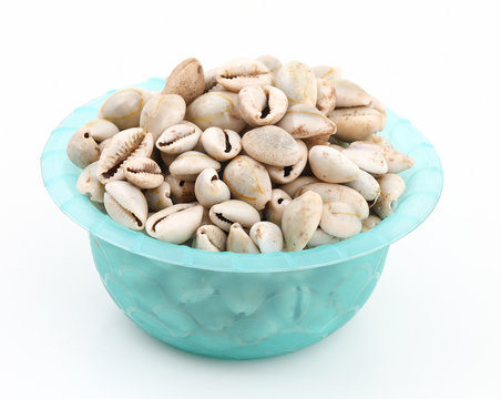 Natural white Black kaudi or kodi