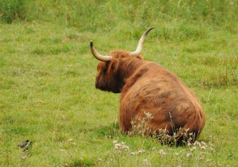 Schottische Hochlandrinder auf einer Wiese in der freien Natur