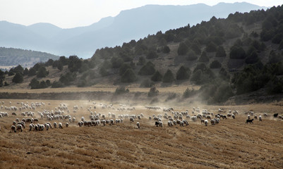 Fototapeta premium sheep grazing on the field