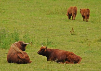 Schottische Hochlandrinder auf einer Wiese in der freien Natur