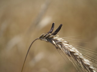 Mutterkornpilz, Claviceps purpurea