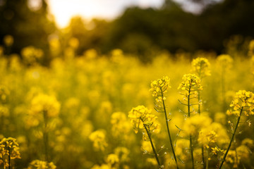 Gelbe Blüten im Sonnenuntergang